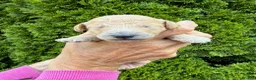 Goldendoodle dogs for sale: Yellow - Ad 1