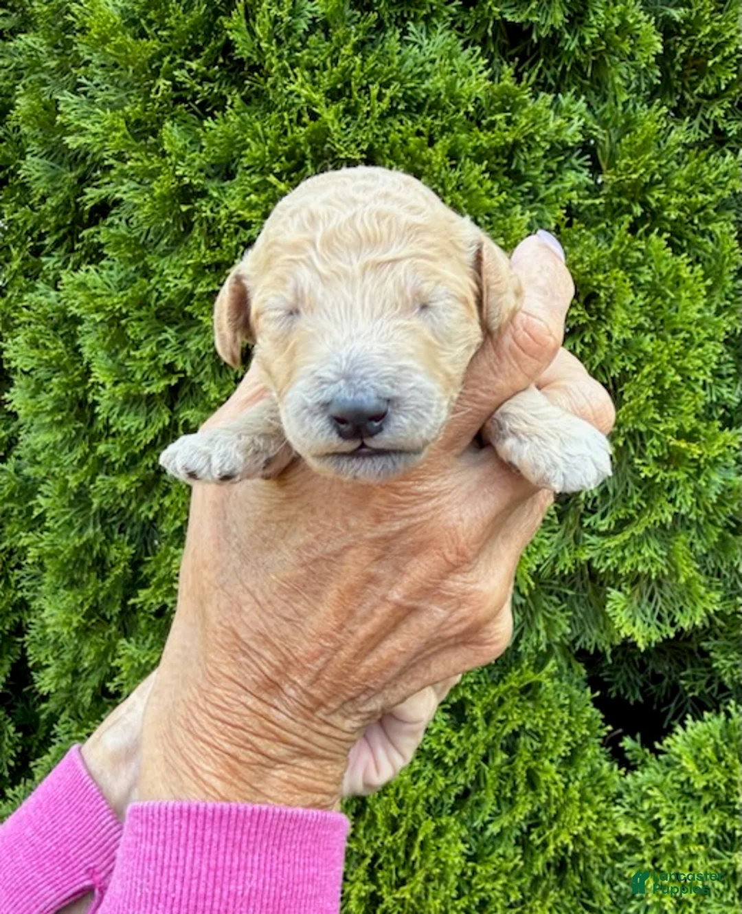 Goldendoodle dogs for sale: Yellow - Ad 1