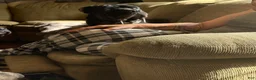 Cane Corso dogs for sale: Sassy - Ad 6