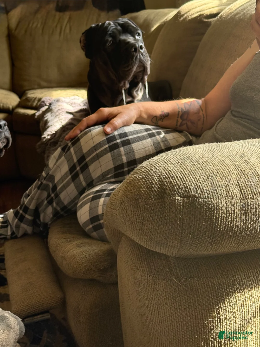 Cane Corso dogs for sale: Classy Solid Slate Gray - Ad 2