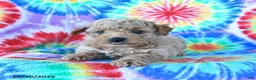 Mini Goldendoodle dogs for sale: Chester - Ad 4