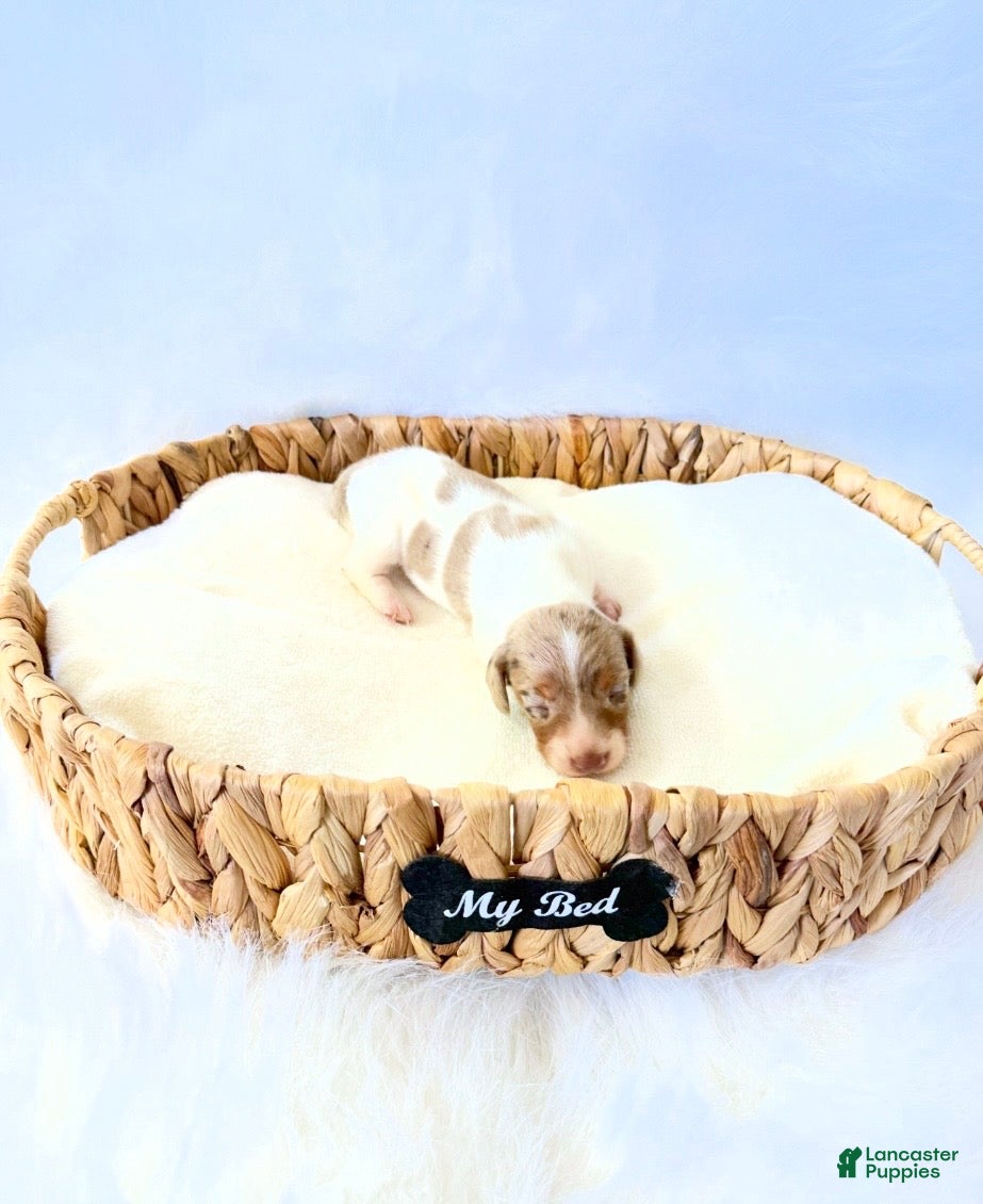 Miniature Dachshund dogs for sale: AKC Woody - Ad 2