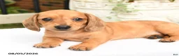 Miniature Dachshund dogs for sale: Tessa - Ad 8