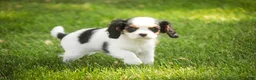 Cavalier King Charles Spaniel dogs for sale: Dottie - Ad 4