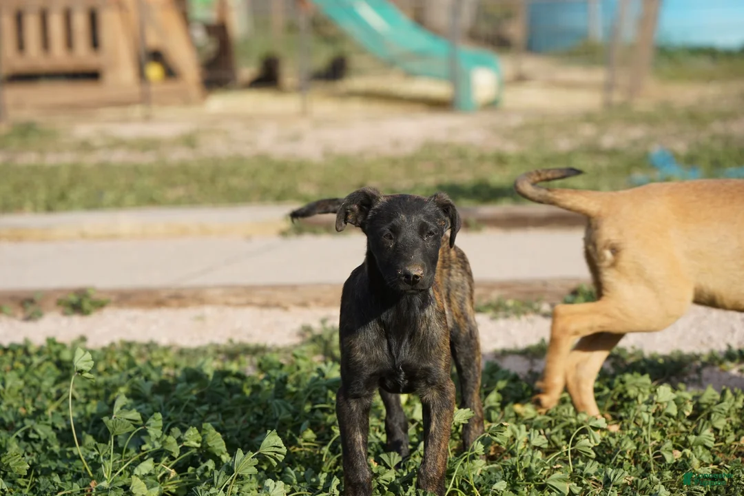 Dutch Shepherd dogs for sale: Dutch brindle F - Ad 2