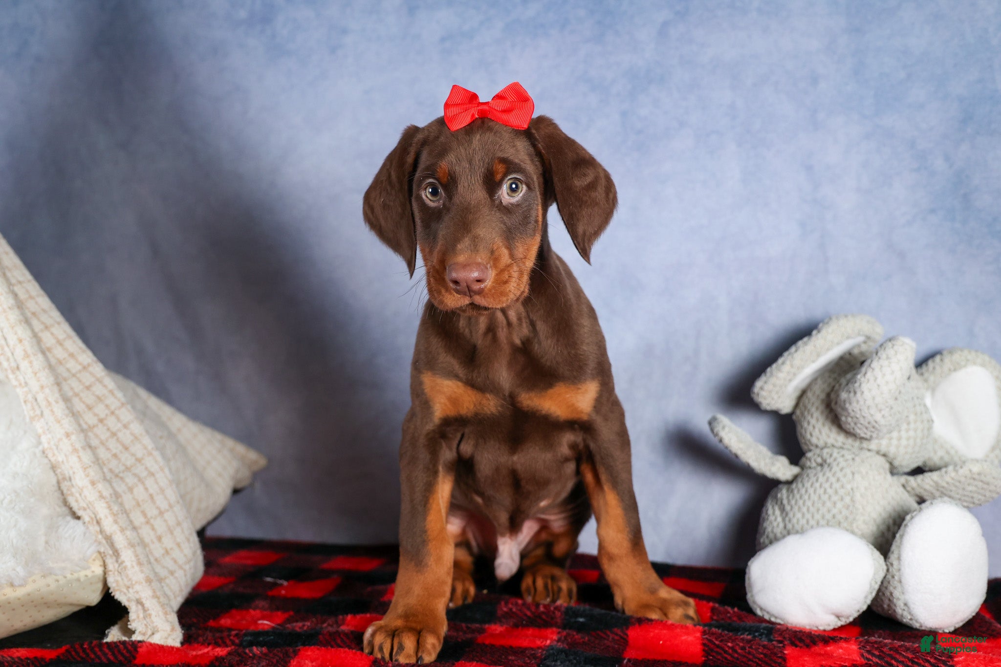 Doberman Pinscher dogs FRANK - Ad 2