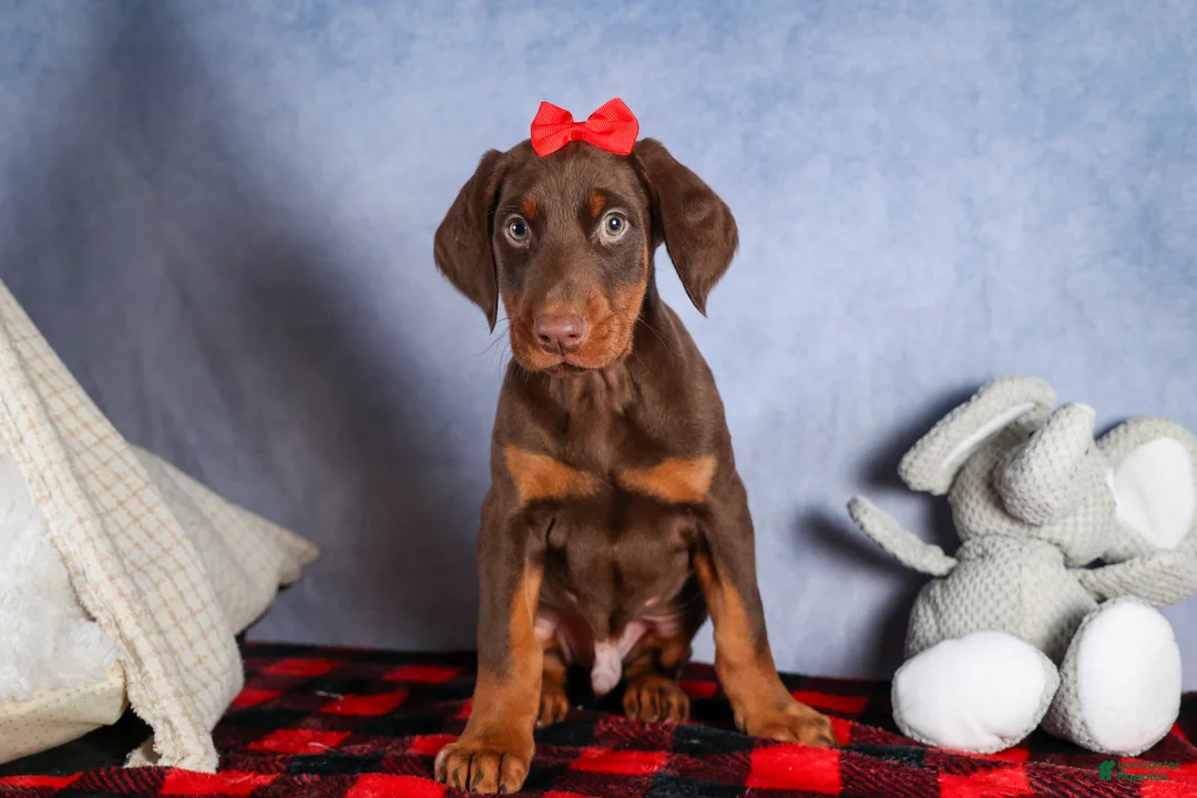 Doberman Pinscher dogs for sale: FRANK - Ad 2
