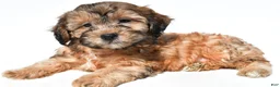 Shihpoo dogs for sale: Colby - Ad 2