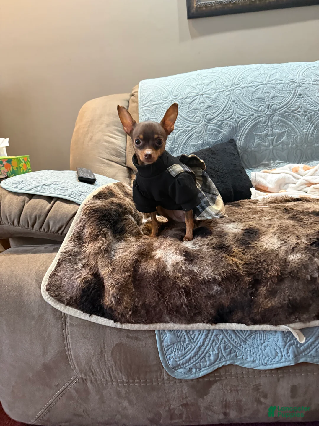 Chihuahua dogs for sale: Chihuahua fm teacup! - Ad 2