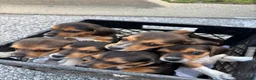 Beagle dogs for sale: Lady - Ad 9