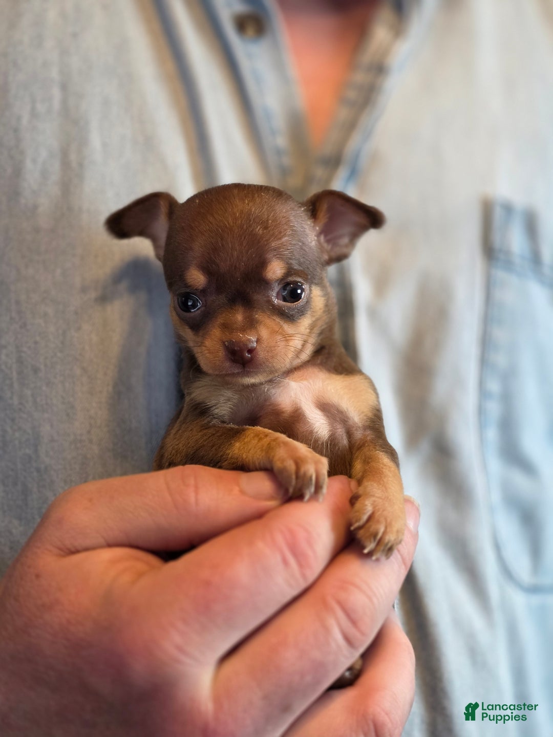 Chihuahua dogs for sale: Milk Choco Nugget  - Ad 5