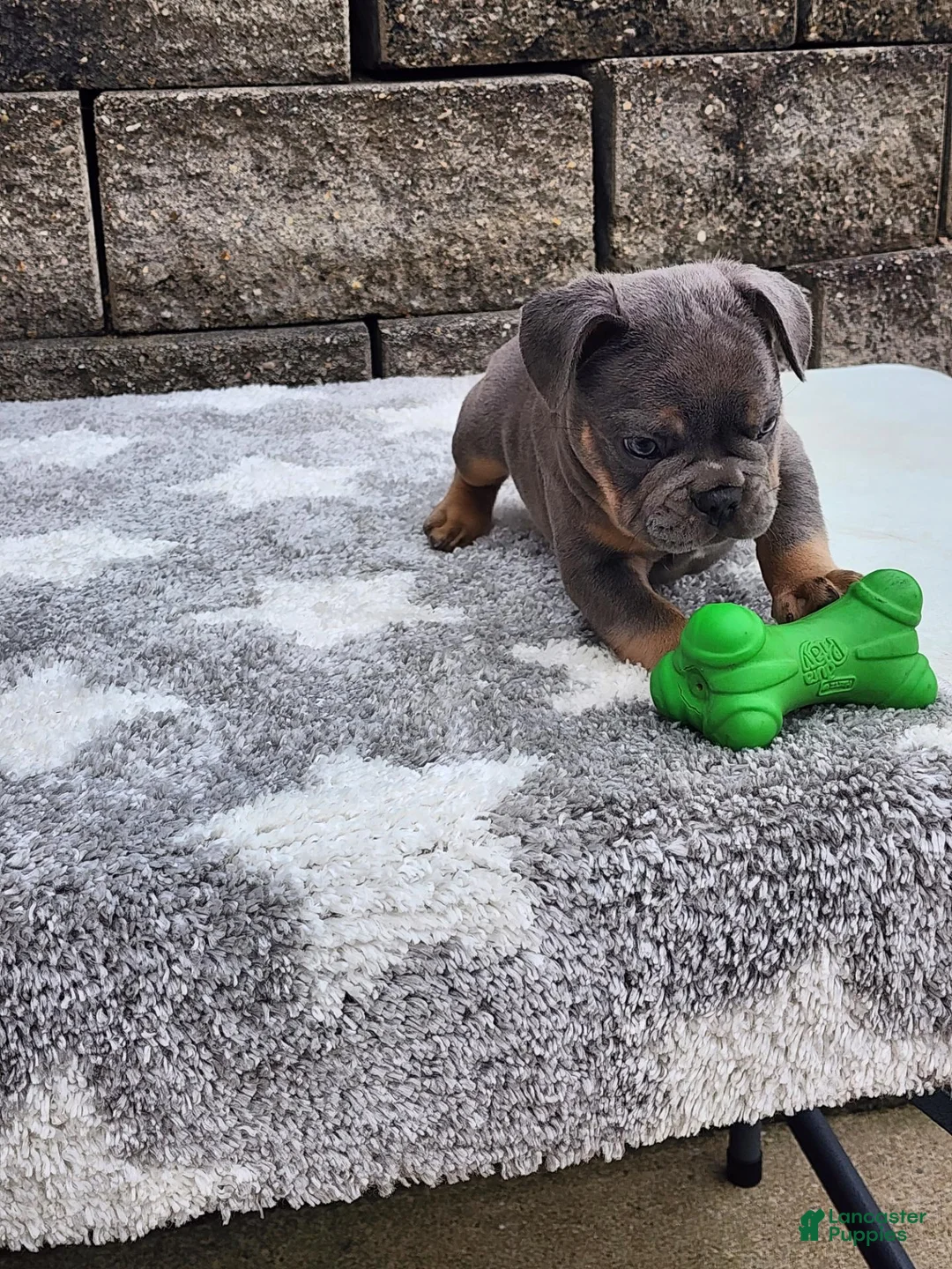 French Bulldog dogs for sale: Koda - Ad 2