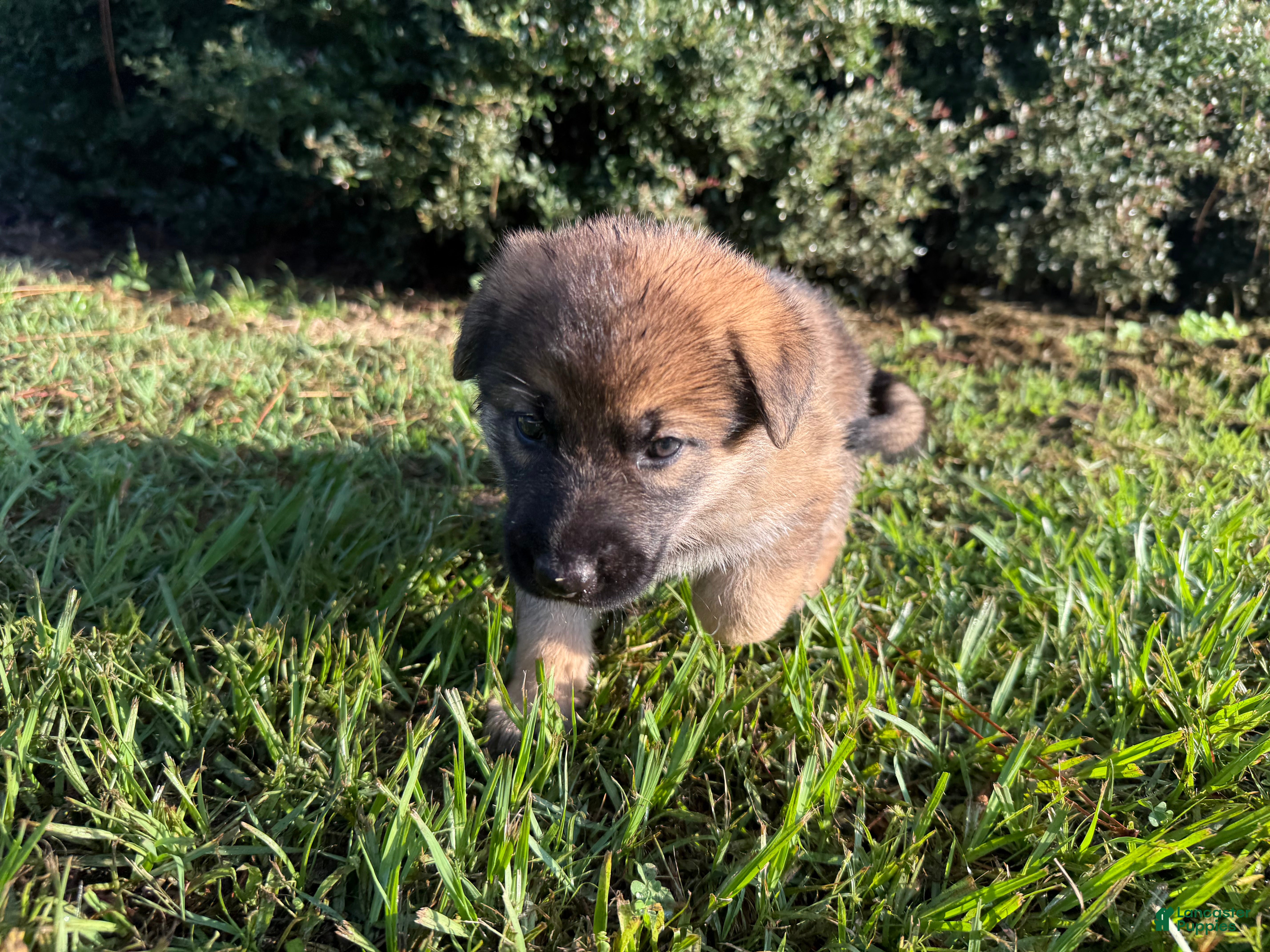 German Shepherd dogs Delilah - Ad 1