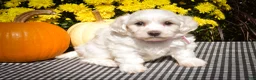 Maltese dogs for sale: Dream🌸 - Ad 7