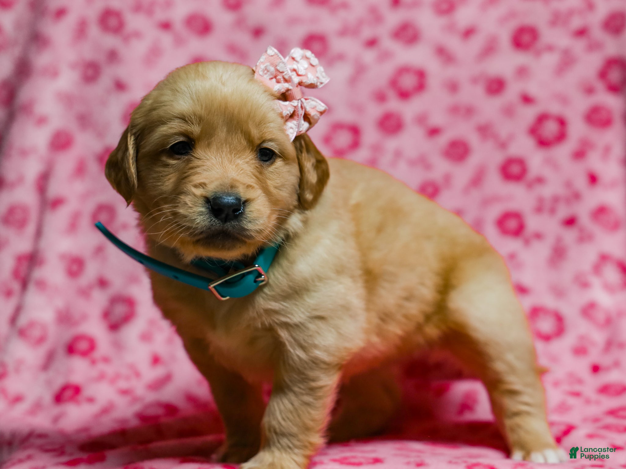 Golden Retriever dogs Denise AKC Golden Retriever Pup - Ad 2
