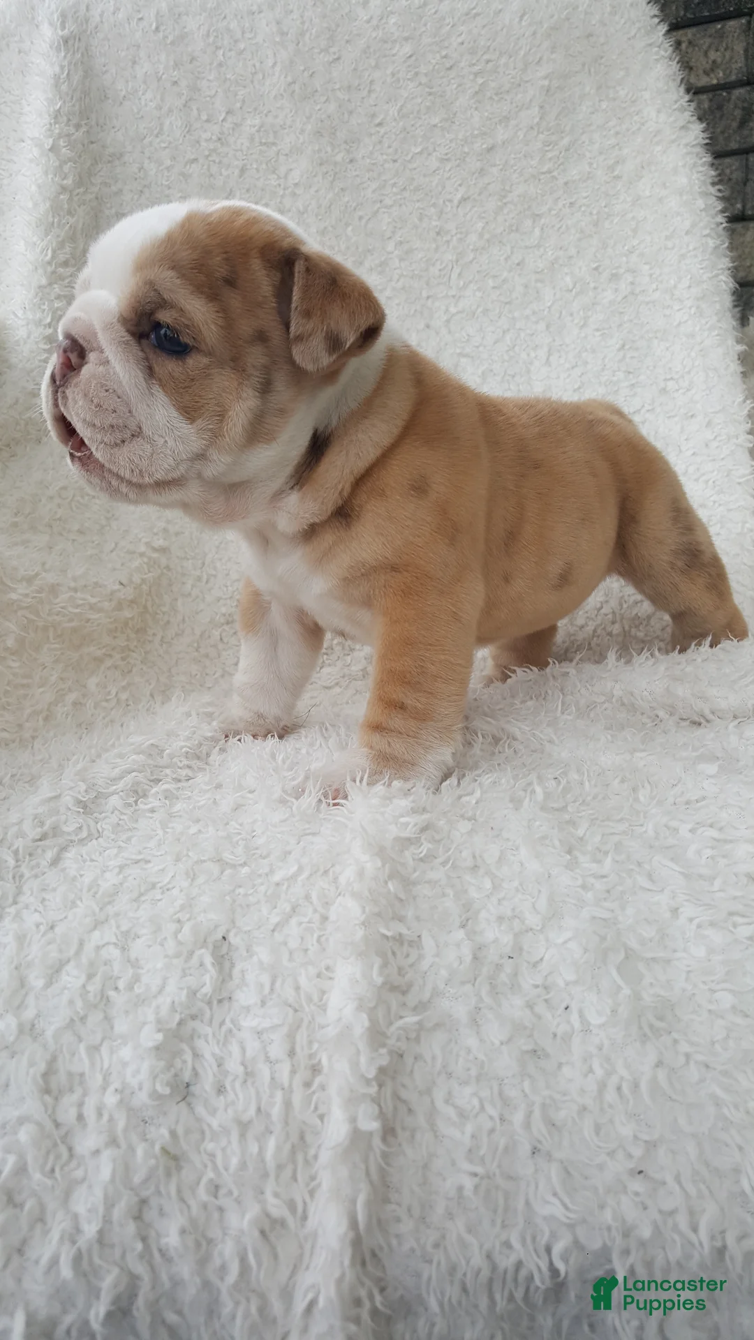 English Bulldog dogs for sale: Callie - Ad 8