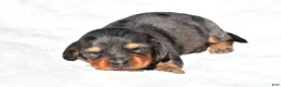 Miniature Dachshund dogs for sale: Hope - Ad 6