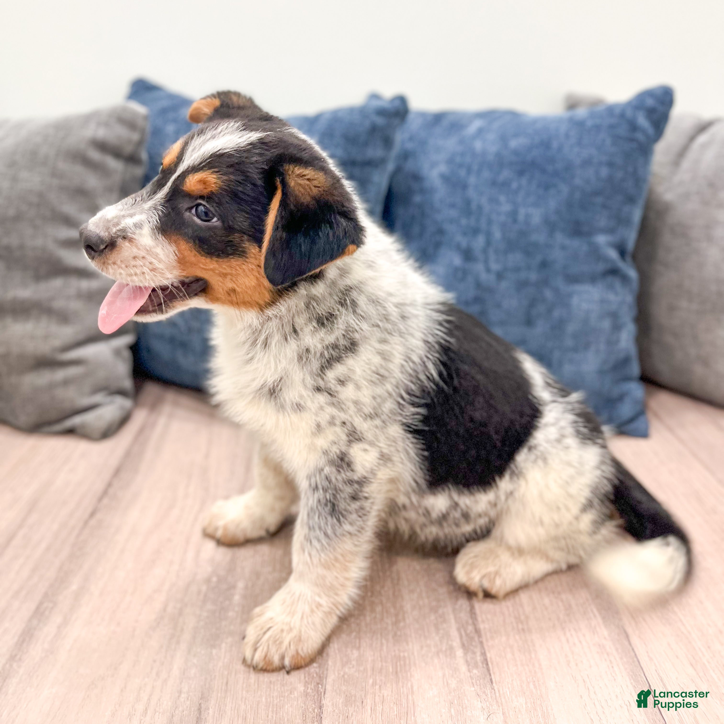 Australian Cattle Dog dogs for sale: Rover - Ad 4