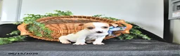 Jack Russell Terrier dogs for sale: Tucker - Ad 2