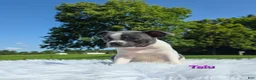 Boston Terrier dogs for sale: Talu - Ad 3
