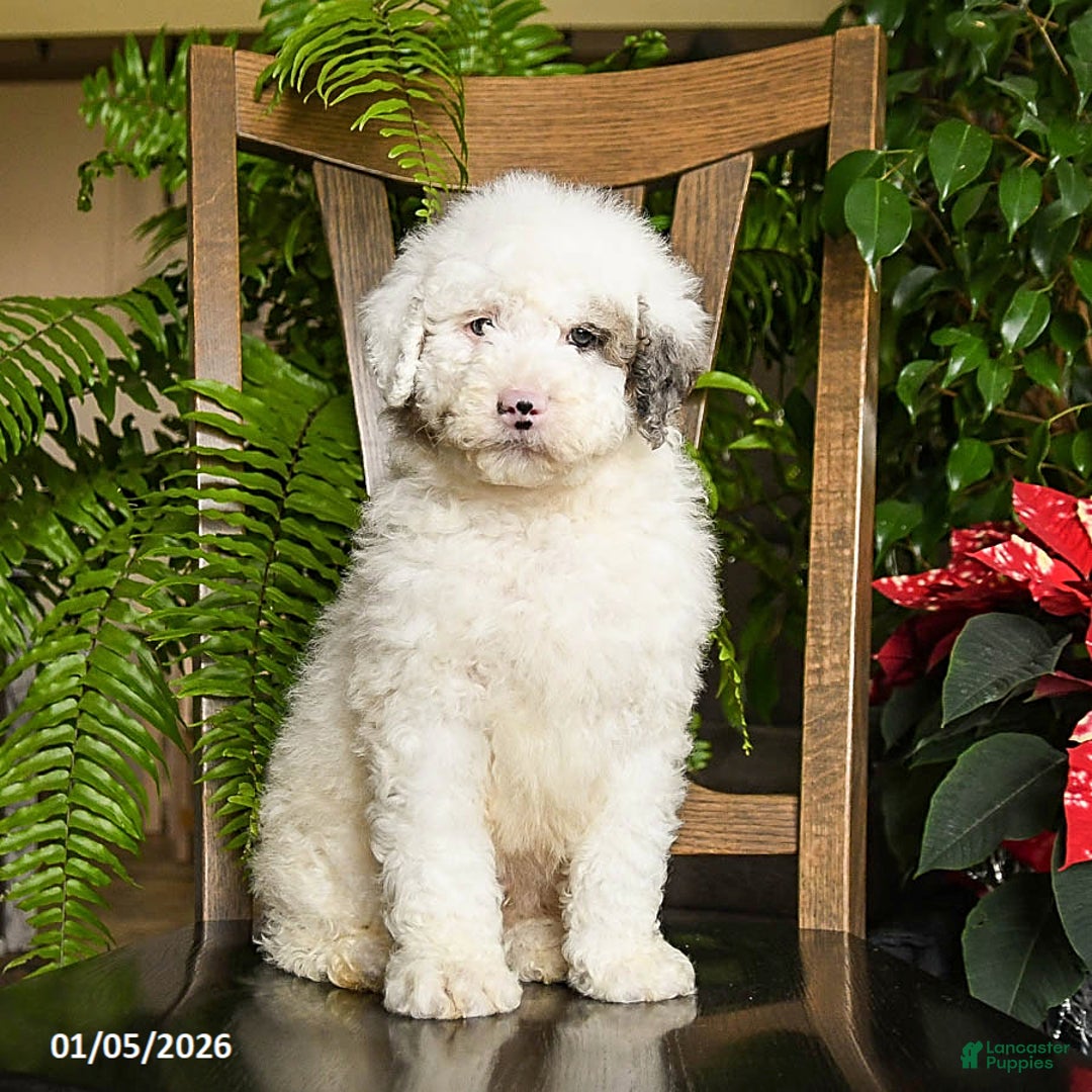 Mini Bernedoodle dogs for sale: Titian - Ad 2