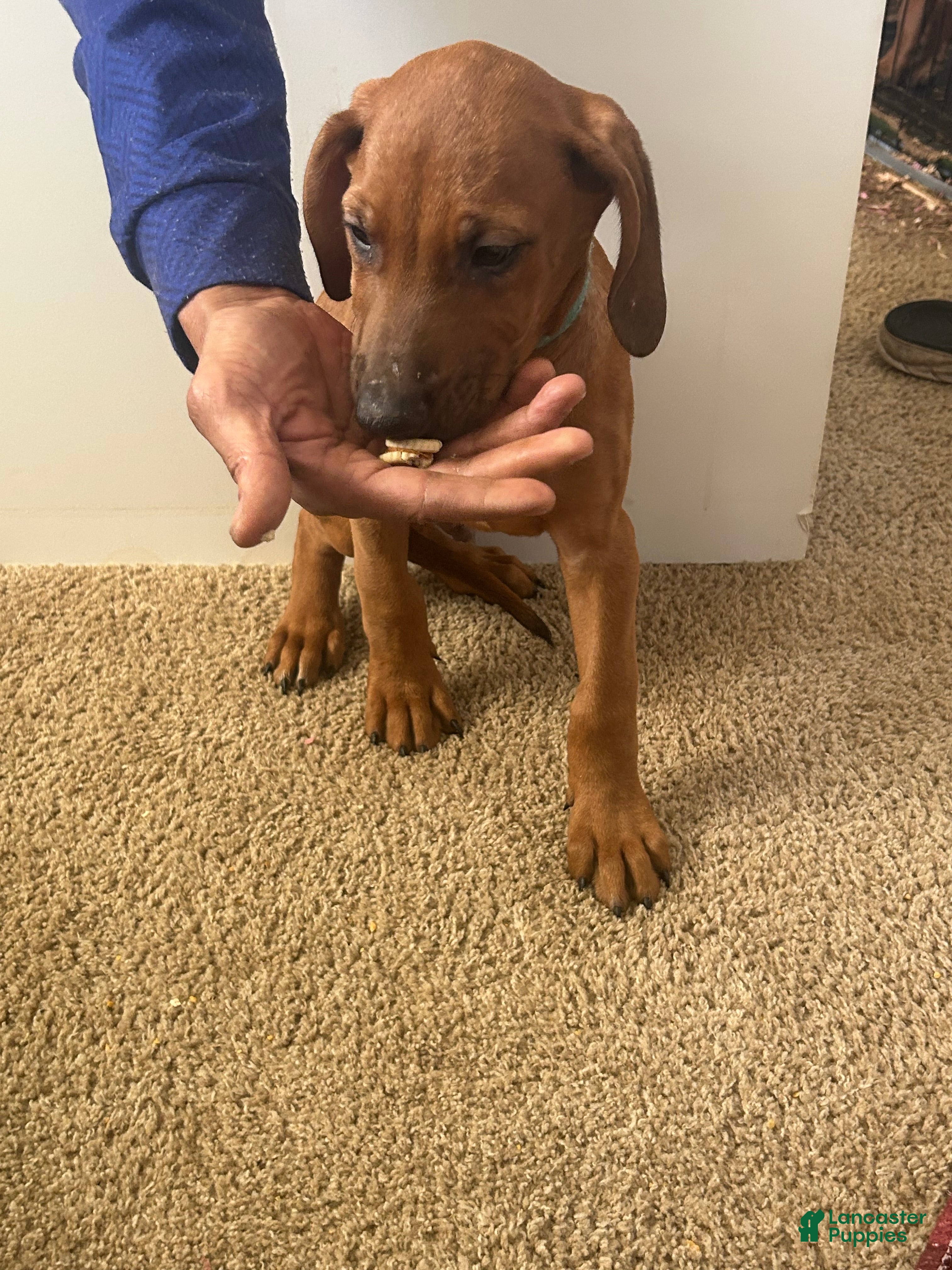 Rhodesian Ridgeback dogs Rhodesian Ridgeback Puppy 1 sky blue collar - Ad 18