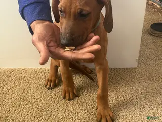 Rhodesian Ridgeback dogs Rhodesian Ridgeback Puppy 1 sky blue collar - Ad 18