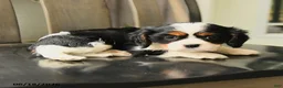 Cavalier King Charles Spaniel dogs for sale: Spencer - Ad 4