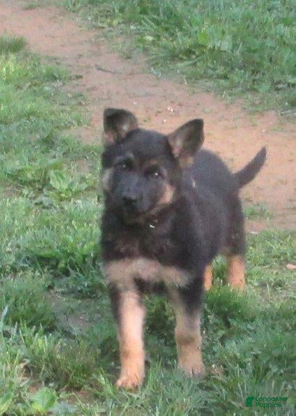 German Shepherd dogs Venus - Ad 1