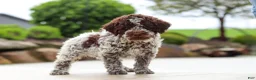 Lagotto Romagnolo dogs for sale: Bluey - Ad 3