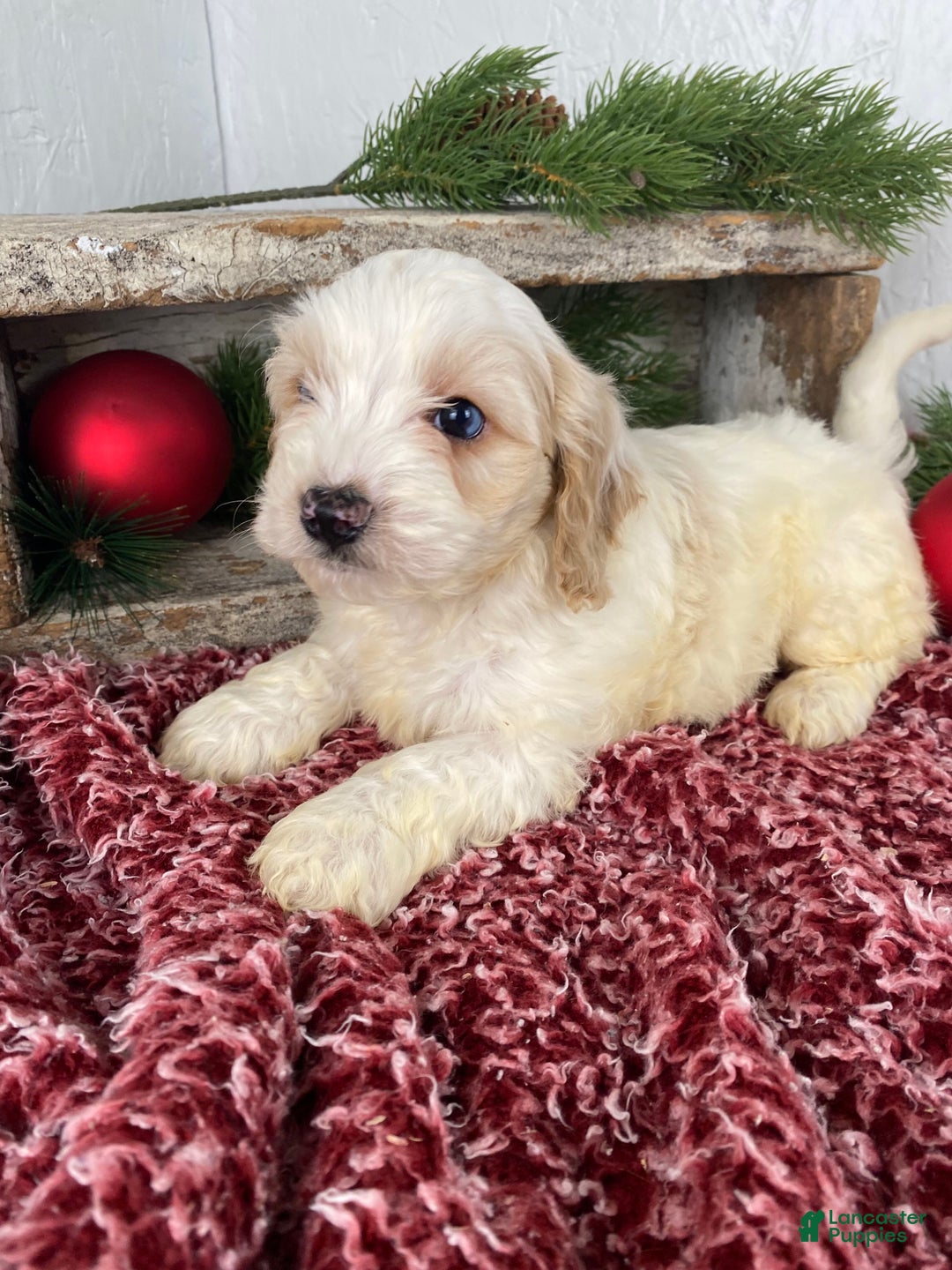 Cockapoo dogs for sale: Milo - Ad 11