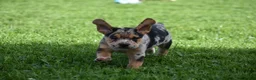 Beabull dogs for sale: Denver - Ad 11