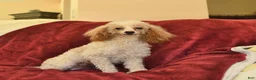 Toy Poodle dogs for sale: Poppy  - Ad 6