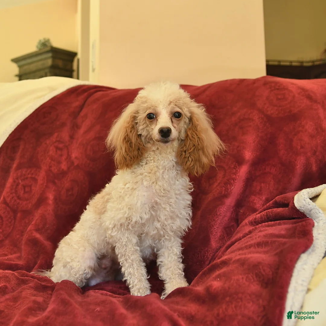 Toy Poodle dogs for sale: Poppy  - Ad 6