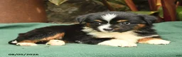 Miniature Australian Shepherd dogs for sale: Rhonda - Ad 3
