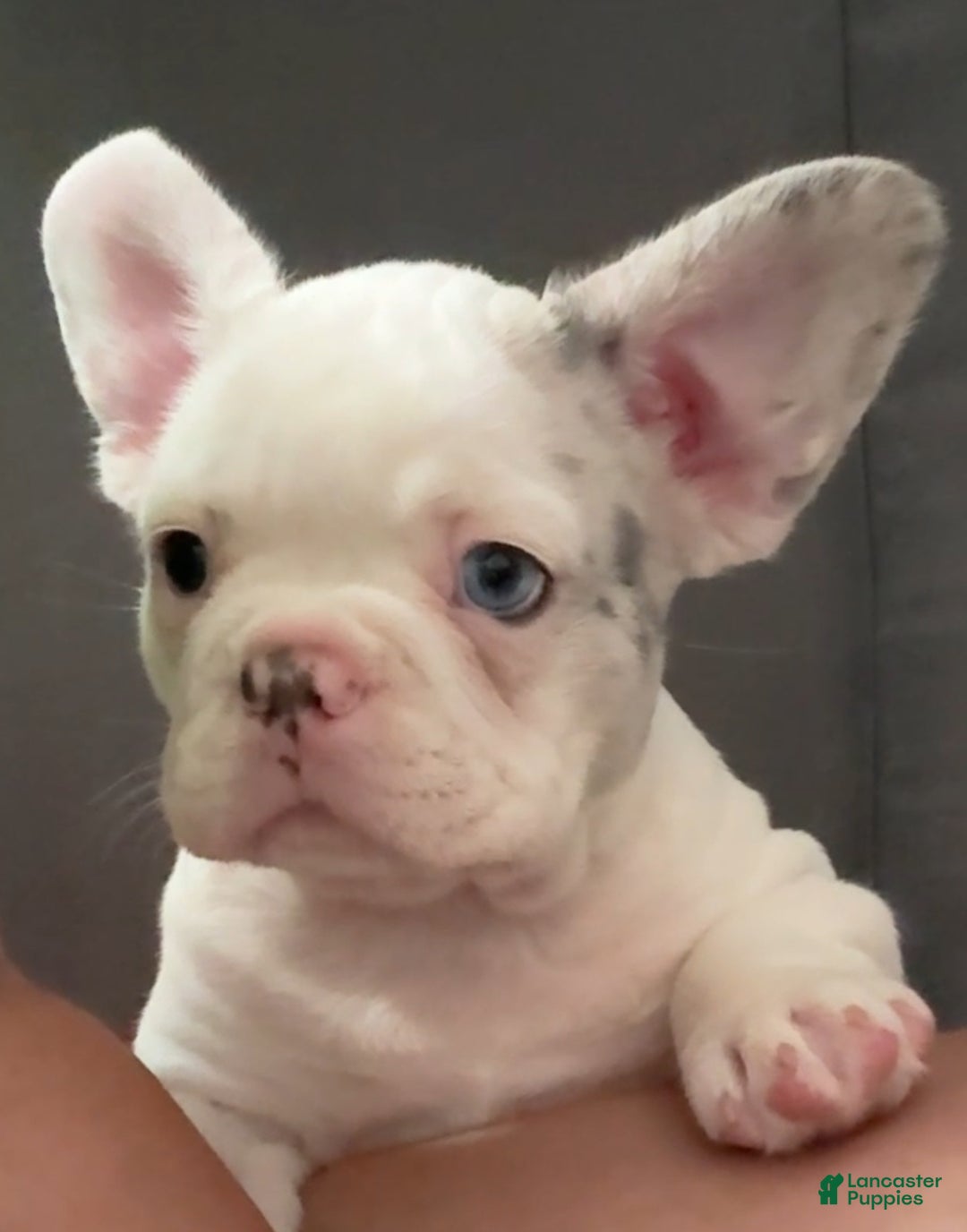 French Bulldog dogs for sale: pink - Ad 3