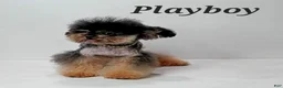 Toy Poodle dogs for stud: Playboy Stud - Ad 3