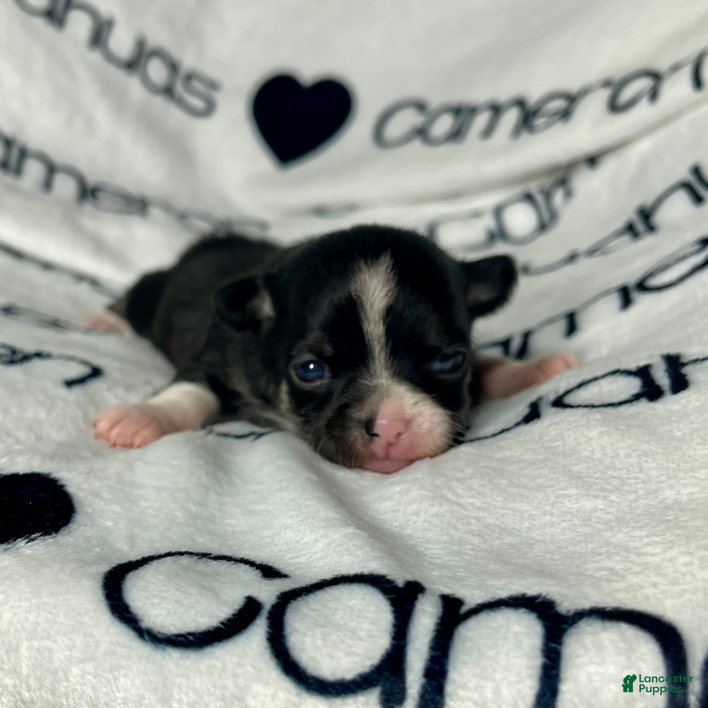 Chihuahua dogs Parker Tiny Short Coat - Ad 2