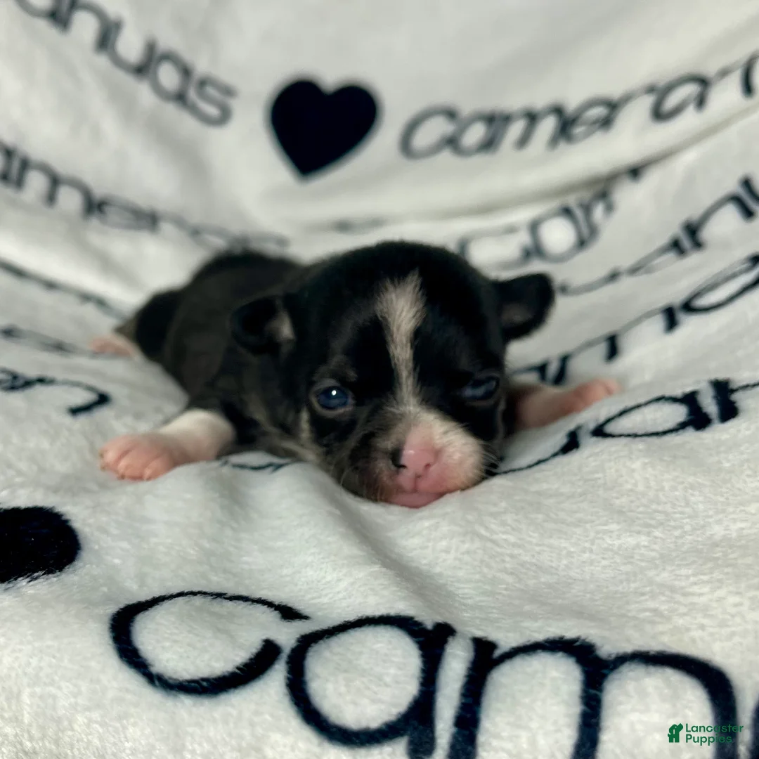 Chihuahua dogs for sale: Parker Tiny Short Coat - Ad 1