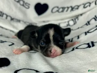 Chihuahua dogs Parker Tiny Short Coat - Ad 2