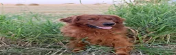 Golden Retriever dogs for sale: Autumn - Ad 8