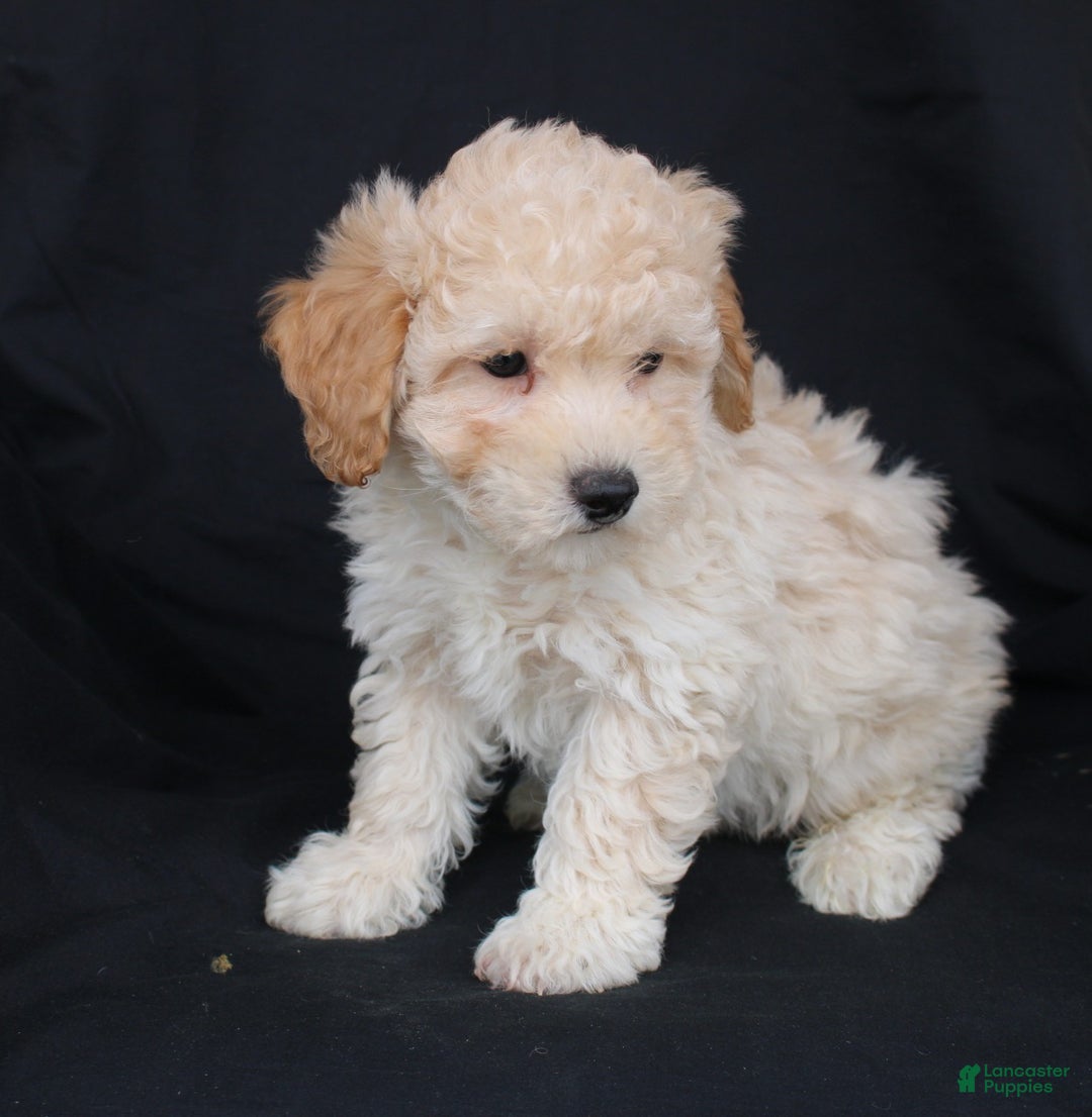 Bichpoo dogs for sale: Pluto - Ad 2