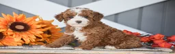 Miniature Poodle dogs for sale: Rayden - Ad 5