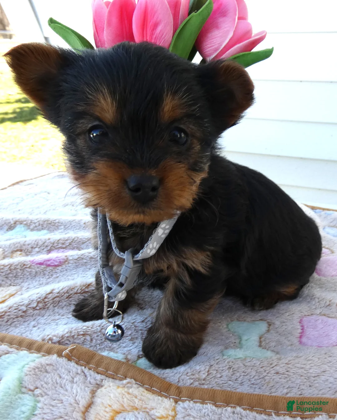 Yorkshire Terrier dogs for sale: Yorkshire Terrier Puppy 4 Dottie - Ad 1