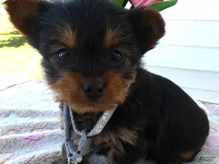 Yorkshire Terrier dogs Yorkshire Terrier Puppy 4 Dottie - Ad 33