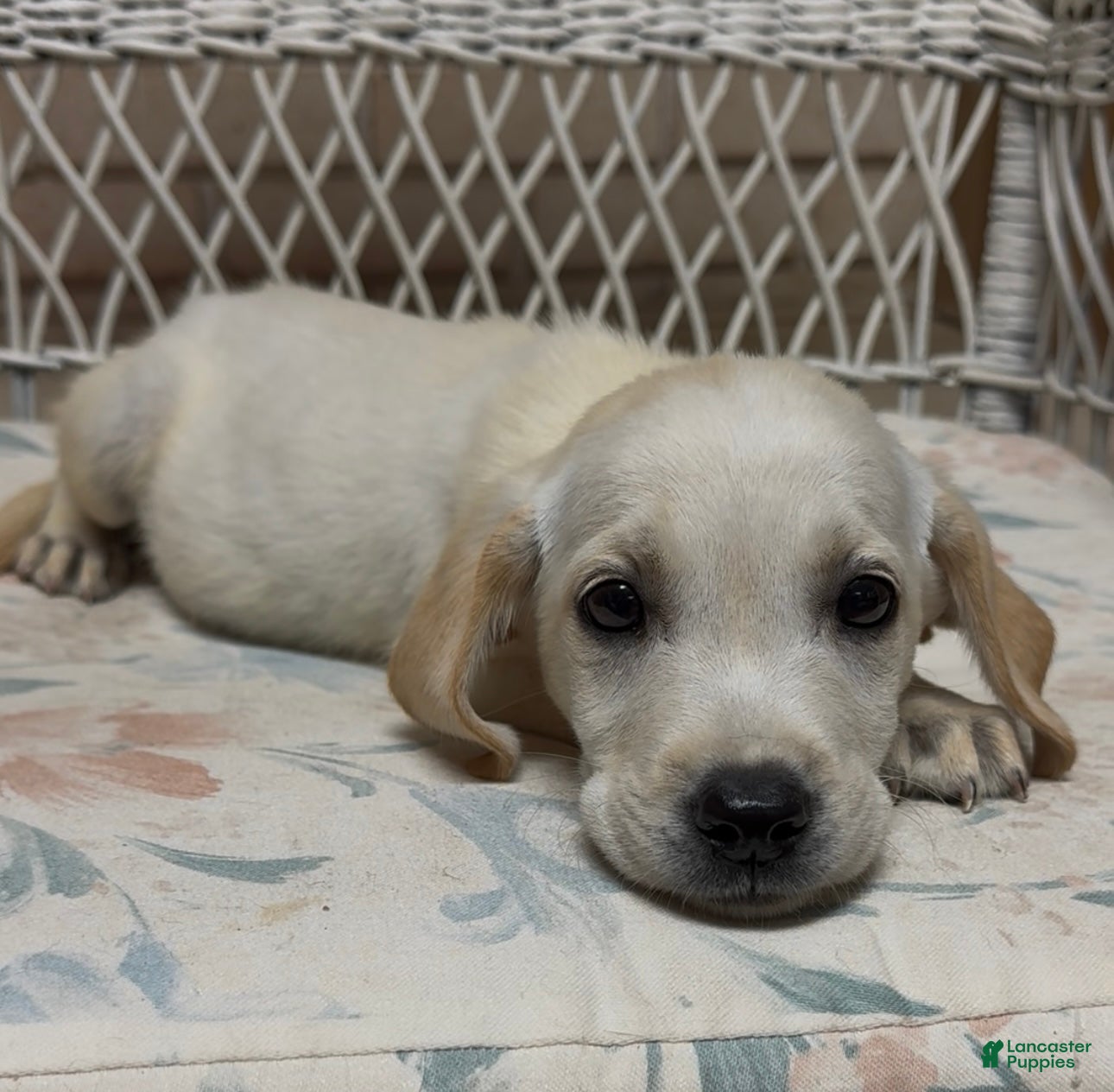 Labrador Retriever dogs for sale: Labrador Retriever Jackie - Ad 15