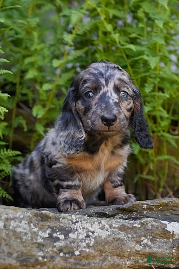 Miniature Dachshund dogs Snuggle - Ad 1