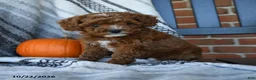Cavapoo dogs for sale: Starlight - Ad 1