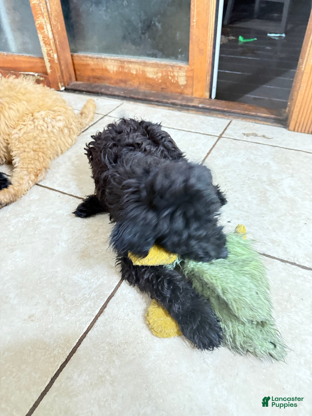 Mini Goldendoodle dogs for sale: Theo - Ad 4