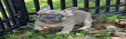 French Bulldog dogs for sale: Blue Fawn girl  - Ad 3